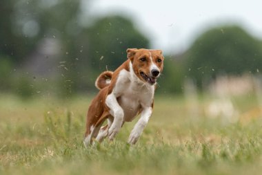 Basenji yavrusu ilk kez köpek sporu yarışmasına katılıyor.
