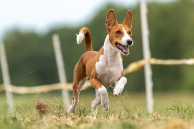 Basenji köpek eğitimi sahada koşuyor.
