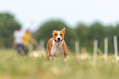 Basenji köpek eğitimi sahada koşuyor.