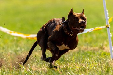 Pitbull Terrier köpek sporunda koşuyor ve yemi kovalıyor.