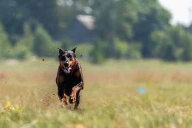Dobermann dosdoğru sahaya koşuyor.