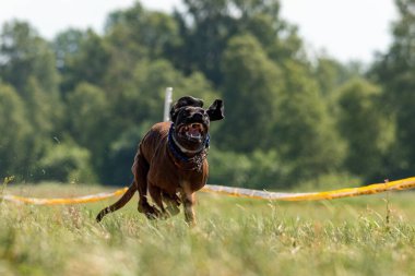 Cane Corso yarışmada sahada koşuyor.