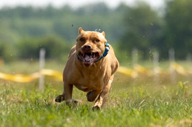 Pitbull Terrier köpek sporunda koşuyor ve yemi kovalıyor.