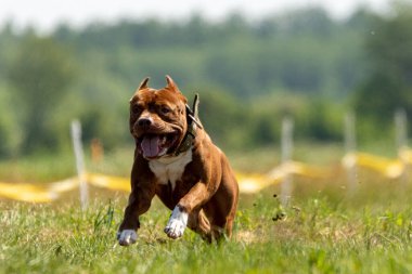 Pitbull Terrier köpek sporunda koşuyor ve yemi kovalıyor.