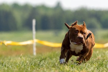 Pitbull Terrier köpek sporunda koşuyor ve yemi kovalıyor.