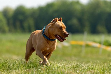 Pitbull Terrier köpek sporunda koşuyor ve yemi kovalıyor.