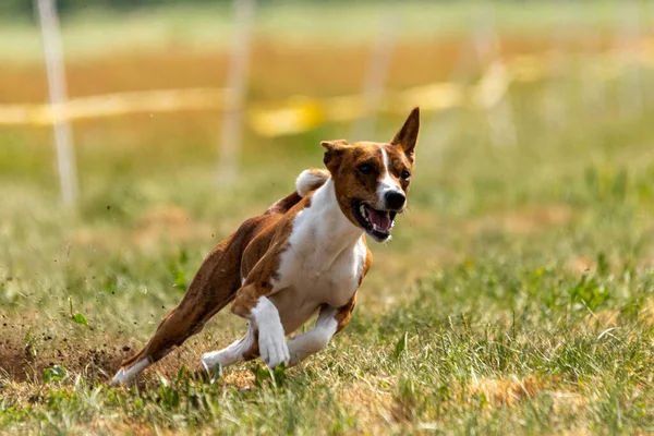 Basenji Esecuzione Tutta Velocità Lure Coursing Competizione Sportiva — Foto Stock