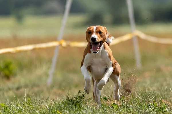 Basenji Correr Toda Velocidade Atração Competição Desportiva Curso — Fotografia de Stock
