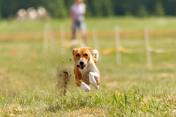 Basenji Berlari Dengan Kecepatan Penuh Dalam Kompetisi Olahraga — Stok Foto