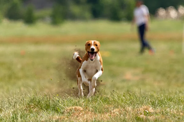 Basenji Esecuzione Tutta Velocità Lure Coursing Competizione Sportiva — Foto Stock