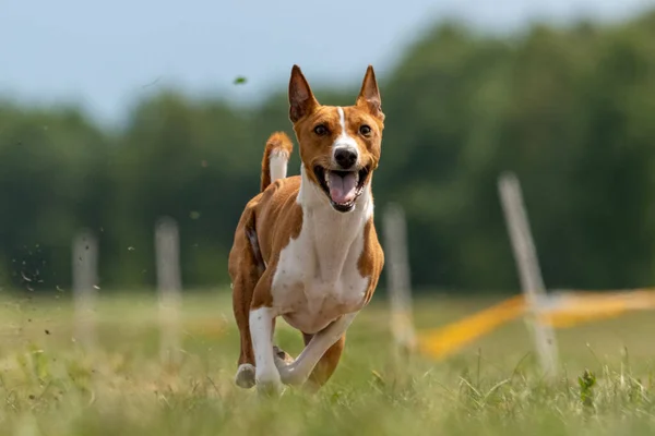 Basenji Courir Pleine Vitesse Compétition Sport Leurre — Photo