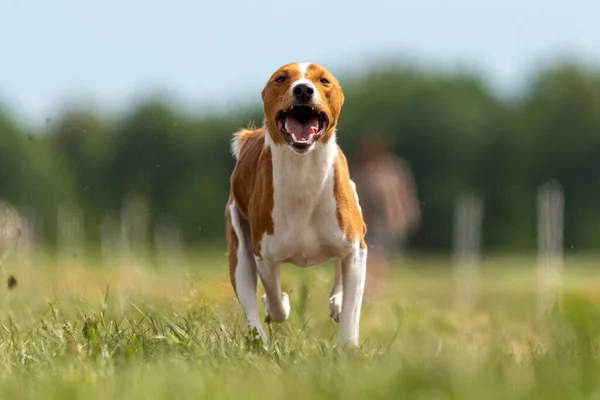 Basenji Cachorro Primera Vez Corriendo Perro Deporte Competición —  Fotos de Stock