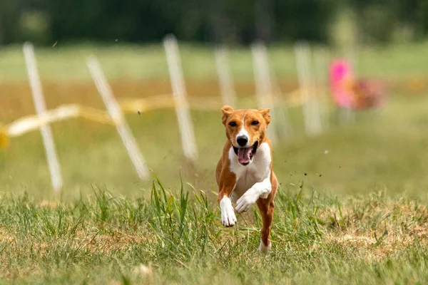 初めて犬のスポーツ競技会を走るBasenji子犬 — ストック写真