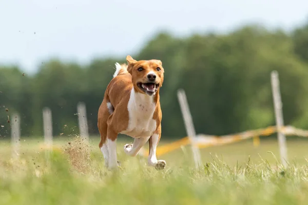 Basenji Puppy Pertama Kali Ikut Kompetisi Olahraga Anjing — Stok Foto