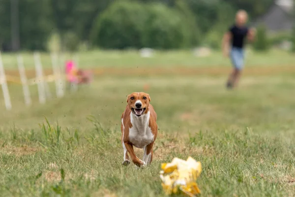 basenji lifted off the ground during the dog race competition
