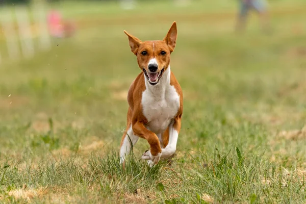 Basenji Cucciolo Prima Volta Esecuzione Gara Sport Del Cane — Foto Stock