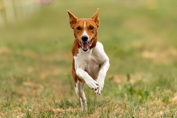 Basenji Lyfte Från Marken Hundkapplöpningstävlingen — Stockfoto