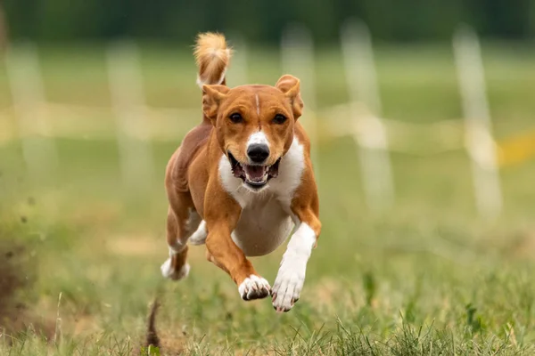 Basenji Cachorro Primera Vez Corriendo Perro Deporte Competición —  Fotos de Stock