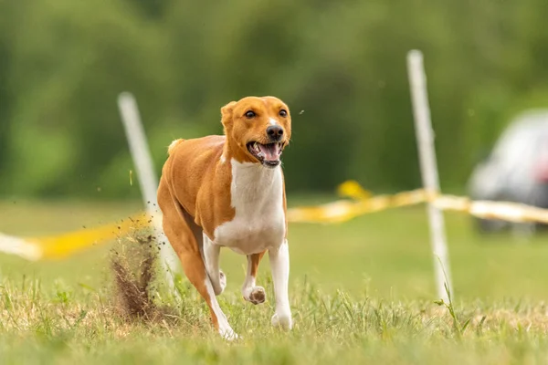 初めて犬のスポーツ競技会を走るBasenji子犬 — ストック写真