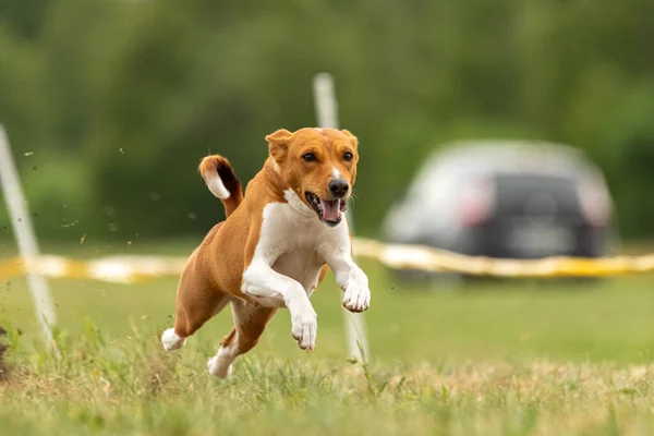 Basenji Lyfte Från Marken Hundkapplöpningstävlingen — Stockfoto