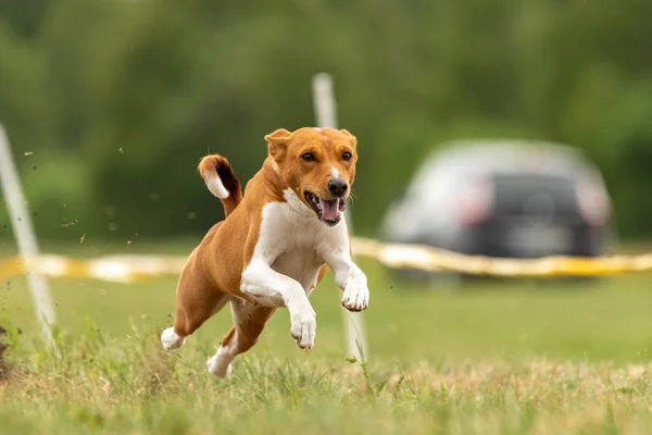 Basenji Felemelkedett Földről Kutyaversenyen — Stock Fotó