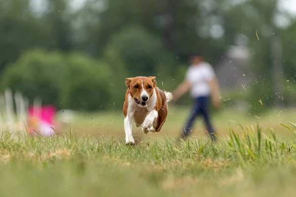 Basenji Terangkat Dari Tanah Selama Kompetisi Balap Anjing — Stok Foto