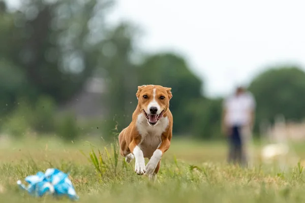 Basenji Σηκώθηκε Από Έδαφος Κατά Διάρκεια Του Διαγωνισμού Σκυλοκούρσας — Φωτογραφία Αρχείου