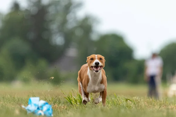 Basenji Κουτάβι Πρώτη Φορά Τρέχει Για Τον Αθλητισμό Σκυλιών Διαγωνισμό — Φωτογραφία Αρχείου