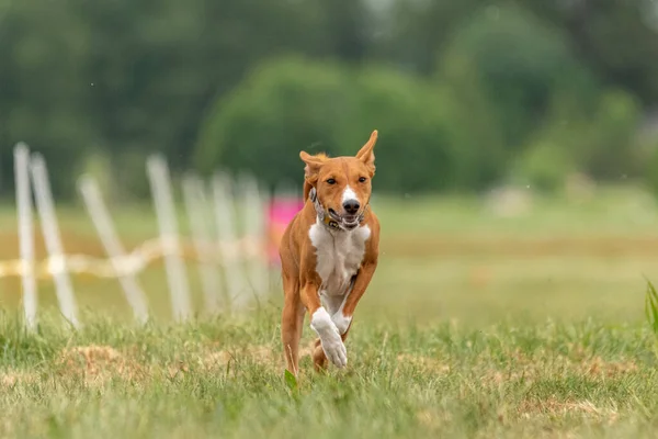 Basenji Dog Training Coursing Atravessa Campo — Fotografia de Stock