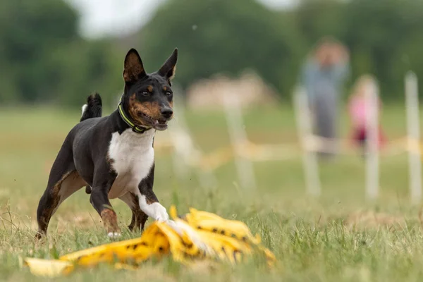 Basenji Hund Lockt Coursing Wettbewerb Ziel — Stockfoto