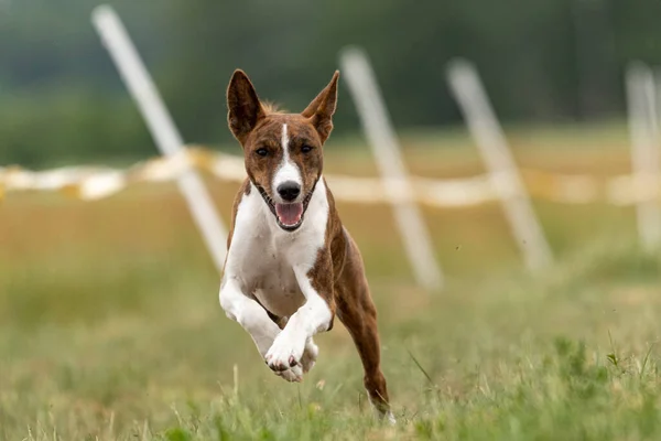 Corso Formazione Cani Basenji Corre Attraverso Campo — Foto Stock