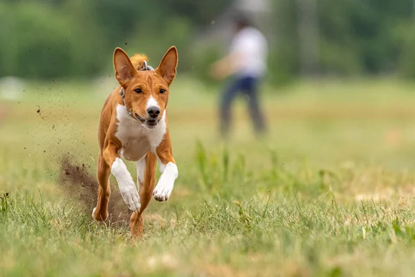 Basenji Dog Training Coursing Field — Stok Foto