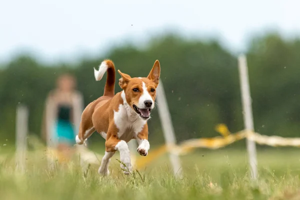 Basenji Terangkat Dari Tanah Selama Kompetisi Balap Anjing — Stok Foto