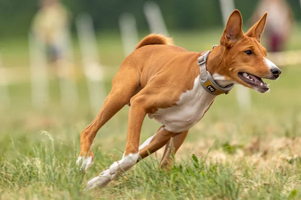 Corso Formazione Cani Basenji Corre Attraverso Campo — Foto Stock