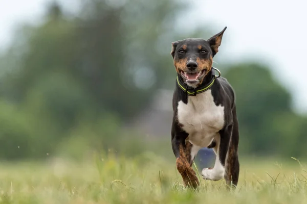 Výcvik Psů Basenji Probíhá Přes Pole — Stock fotografie