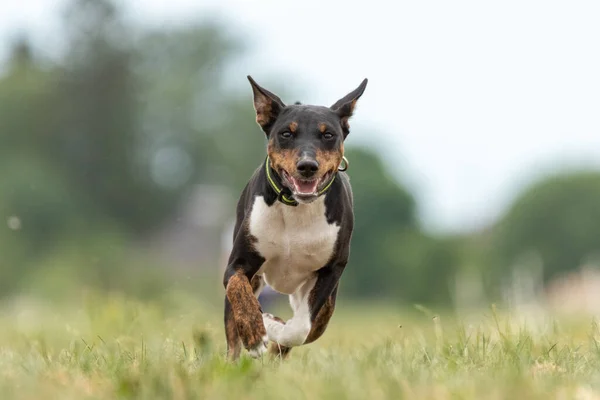 Basenji Läuft Qualifikation Für Lure Coursing Championship — Stockfoto