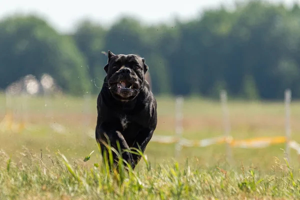 Cane Corso Correndo Todo Campo Competição — Fotografia de Stock