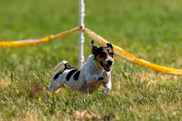 Jack Russell Terrier Τρέχει Δέλεαρ Coursing Ανταγωνισμό Στο Πεδίο — Φωτογραφία Αρχείου