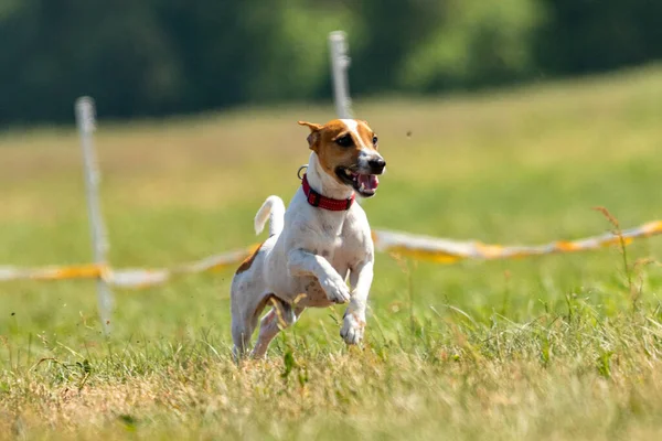 Jack Russell Terrier Futó Csali Coursing Verseny Pályán — Stock Fotó