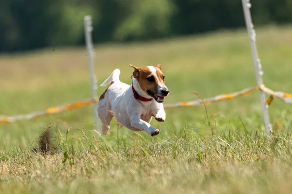 Jack Russell Teriér Běh Lákat Coursing Soutěž Poli — Stock fotografie