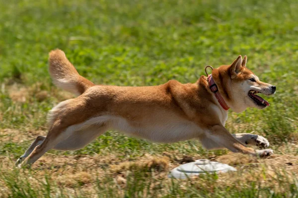 Shiba Inu Running Lockt Coursing Wettbewerb Auf Der Grünen Wiese — Stockfoto