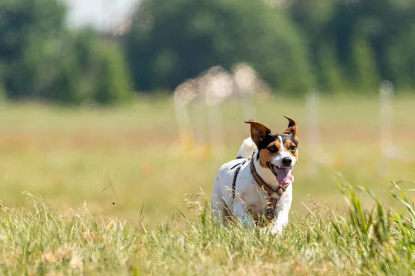 Jack Russell Terrier Correr Señuelo Curso Competencia Campo —  Fotos de Stock