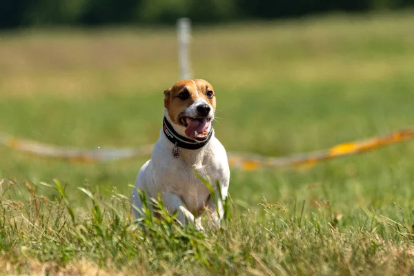 Jack Russell Terrier Τρέχει Δέλεαρ Coursing Ανταγωνισμό Στο Πεδίο — Φωτογραφία Αρχείου