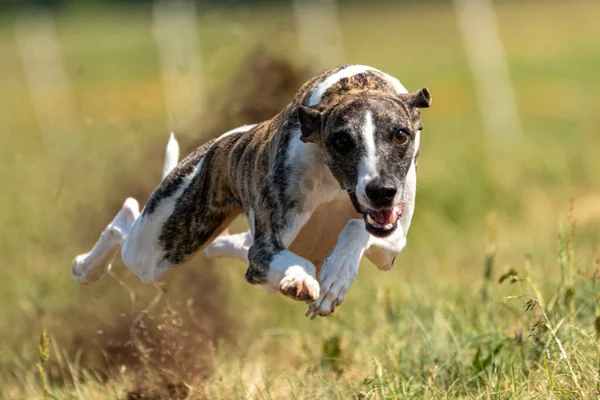 Whippet Sprinter Correndo Campo Perseguindo Uma Isca — Fotografia de Stock