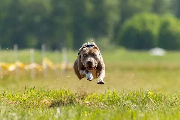 Pit Bull Terrier Corriendo Persiguiendo Señuelo Deporte Del Perro — Foto de Stock