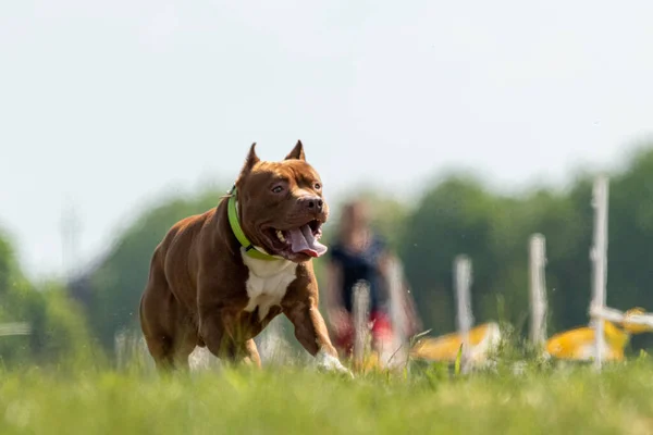 Pit Bull Terrier Correre Inseguire Richiamo Sullo Sport Canino — Foto Stock