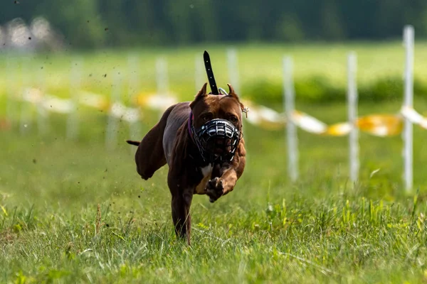 斗牛犬跑来跑去追逐狗类运动的诱惑 — 图库照片