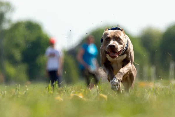 Pit Bull Terrier Fut Üldözi Csalit Kutya Sport — Stock Fotó