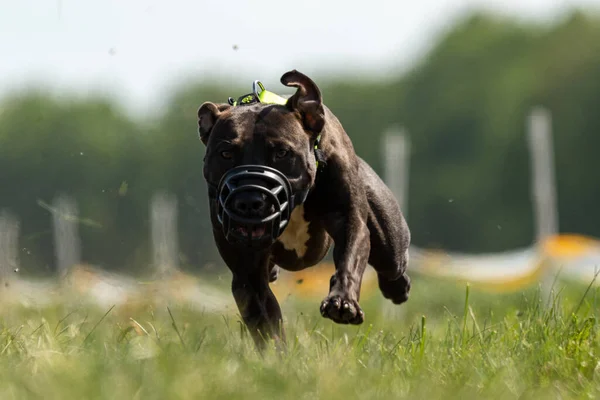 Staffordshire Bull Terrier Працює Полі Конкурс — стокове фото
