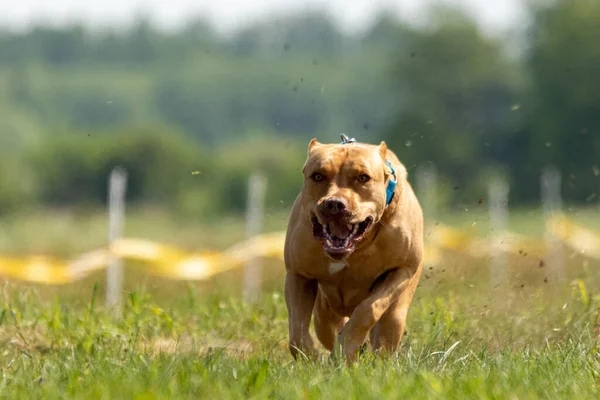 Pit Bull Terrier Fut Üldözi Csalit Kutya Sport — Stock Fotó